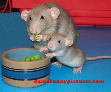 Father and Son Eating Veggies