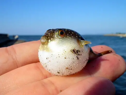 Mini Blowfish
