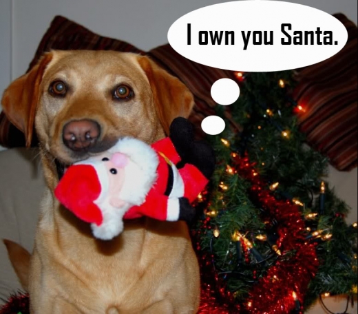 Dog Owned Santa