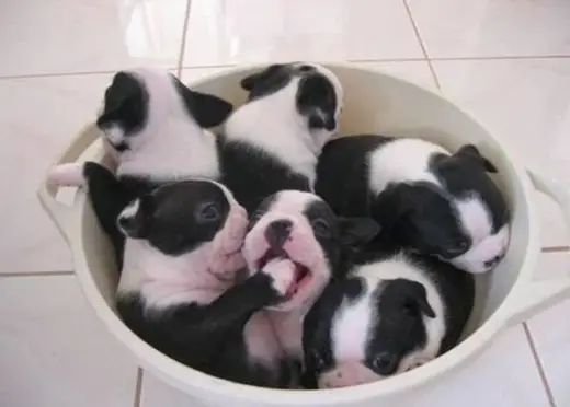 Puppies Messing Around