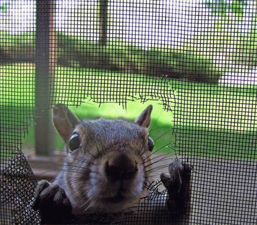 Squirrels Ahoy