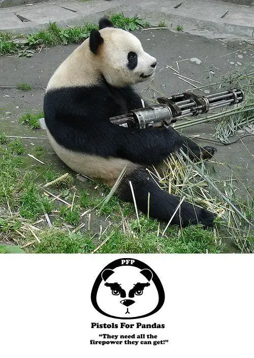 Pistols for Pandas