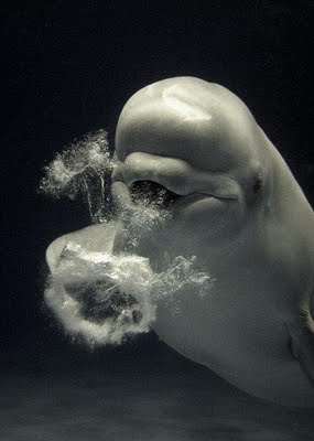 Dolphins Smoke