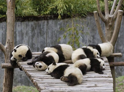 Bored Pandas