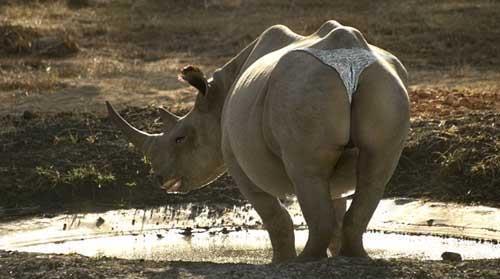 Booty Rhino