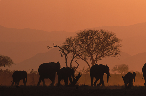 More African Wildlife