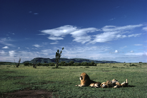 More African Wildlife