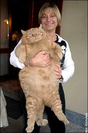 Worlds Fattest Cat