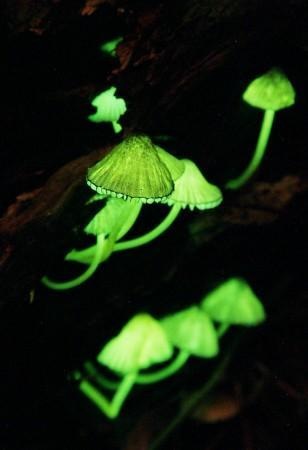 Glowing Mushrooms! Cool Pics