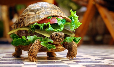 Turtle Burger