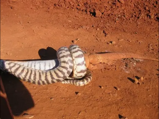 Snake Eats Giant Lizard