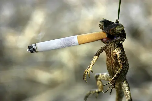 Toke'n Lizard