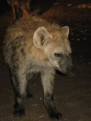 Mouth Feeding Hyenas