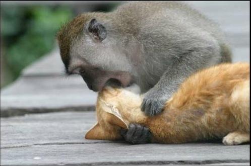 Monkey Doing CPR