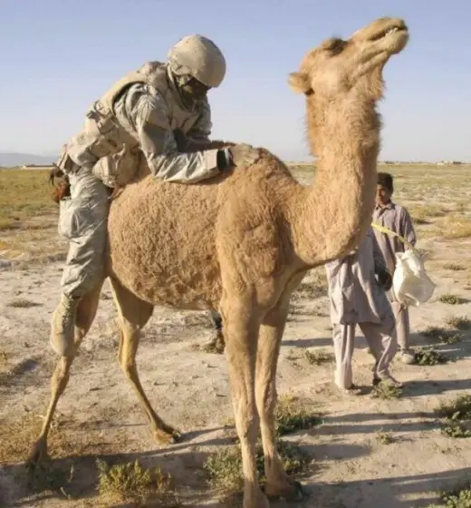 "Mounting" a Camel