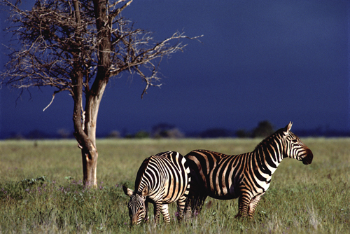 More African Wildlife