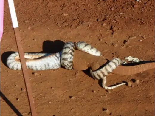 Snake Eats Giant Lizard