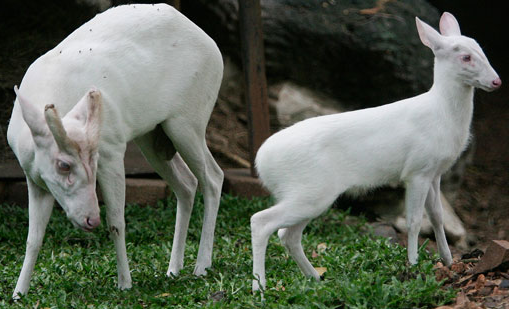 13 Rarely Seen Albino Animals  