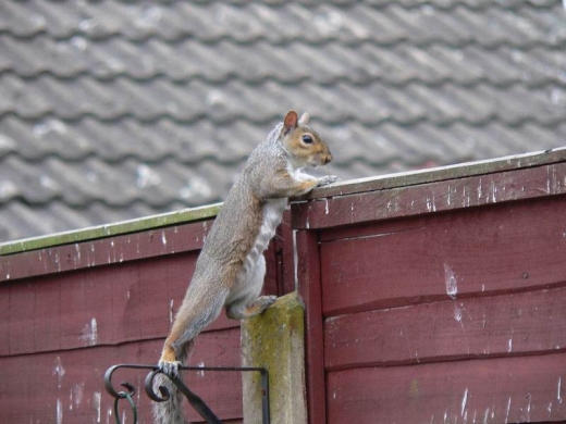 Squirrels Ahoy