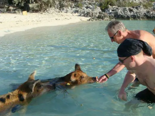 Swimming Pigs