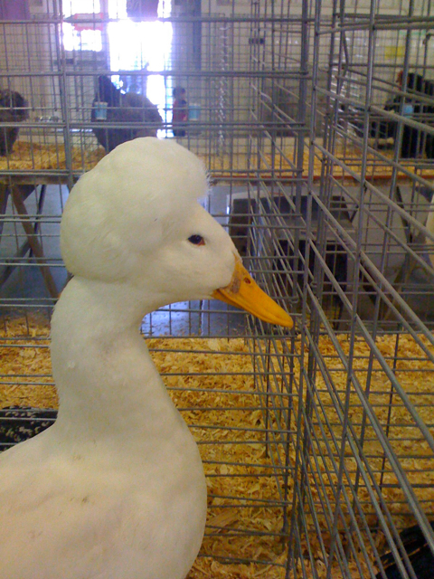 Disco Duck