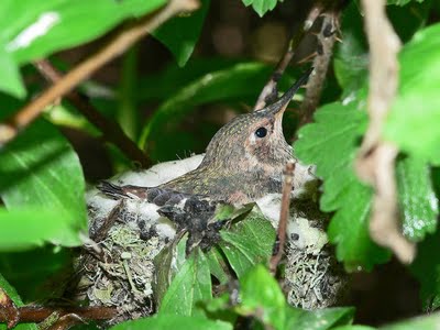 Birth of a Humming Bird