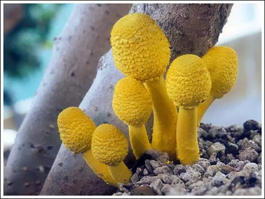 Colorful Mushrooms