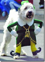 Leprechaun Dog