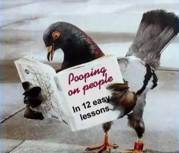 12 Pooping Lessons