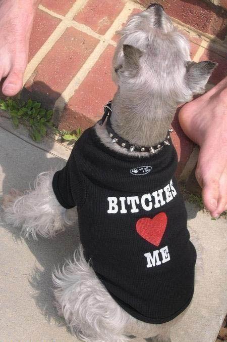 Cool Dog Sweater