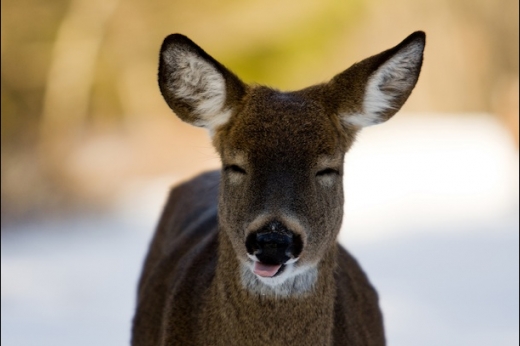 Happy Deer