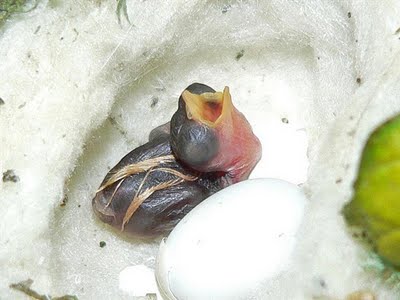 Birth of a Humming Bird