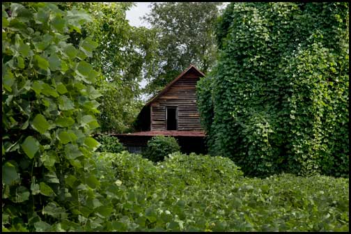 Kudzu Covered Houses