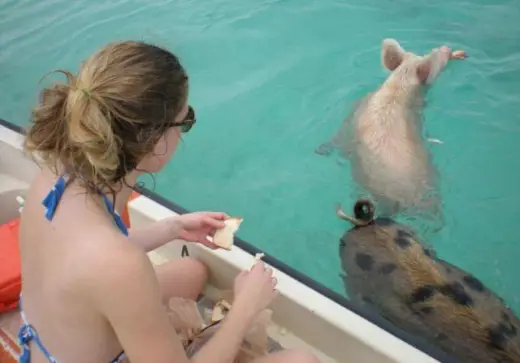 Swimming Pigs