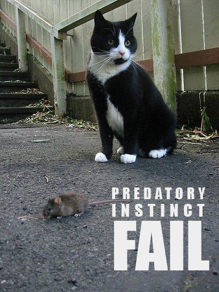 Failure Cat