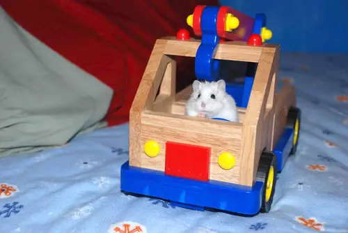 Hamster Ride