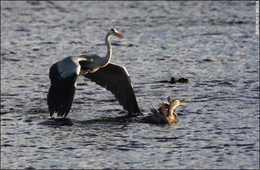 Heron Vs Ducks