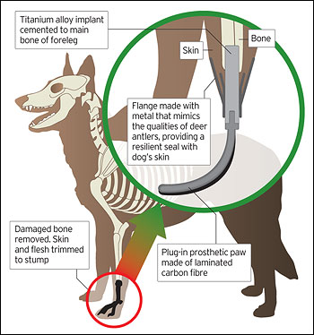 Animal Prosthetics