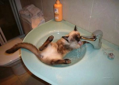 Funny Bathing Your Pets