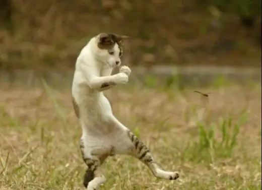 Cat Vs DragonFly