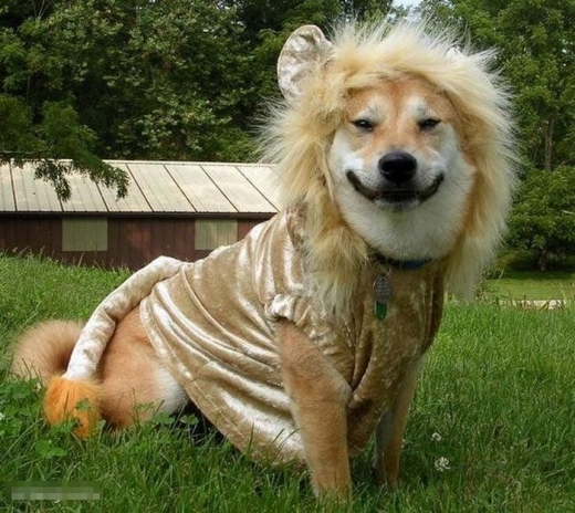 The Lion Dog