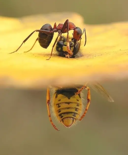 Insect Torture