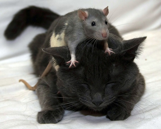 Mouse Massage