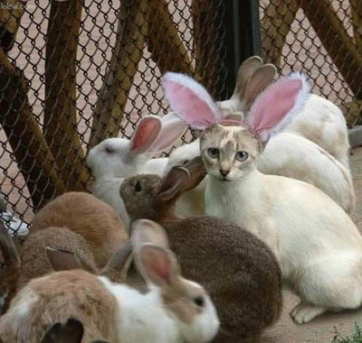 Bunny Cat