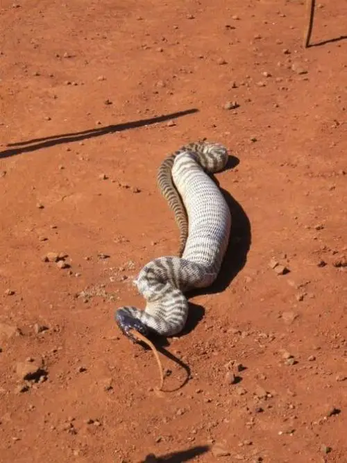 Snake Eats Giant Lizard