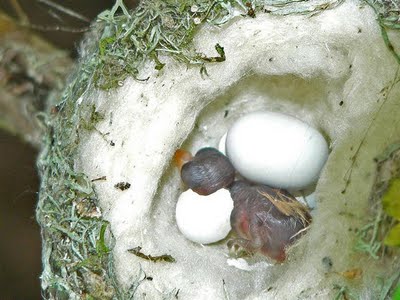 Birth of a Humming Bird