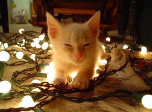 Christmas Kitty