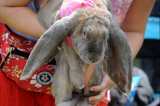 Animals Celebrating Easter