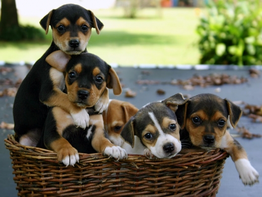 4 Cute Puppies