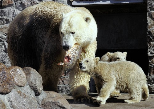 More Polar Bears